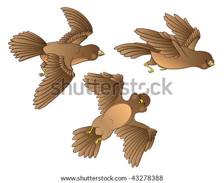 Vector Set Of Three Flying Young Birds On White Background. - 43278388