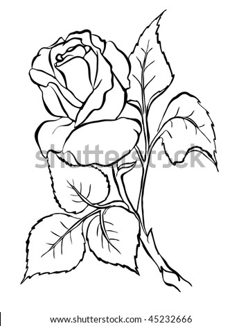 rose drawing outline. stock vector : Vector rose.