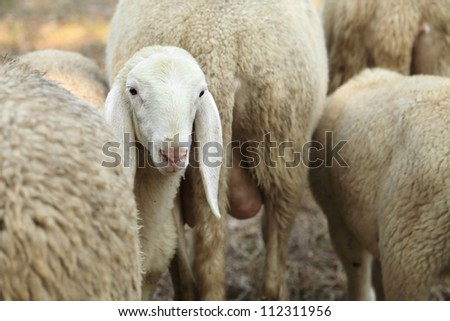 Curious lamb and Sheep on pasture