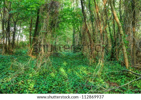 Beautiful wild vegetation in green forest