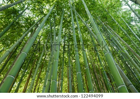 nature green background, zen bamboo forest