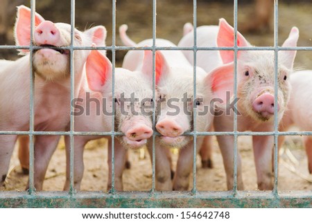 Funny Group Of Little Pigs On Farm