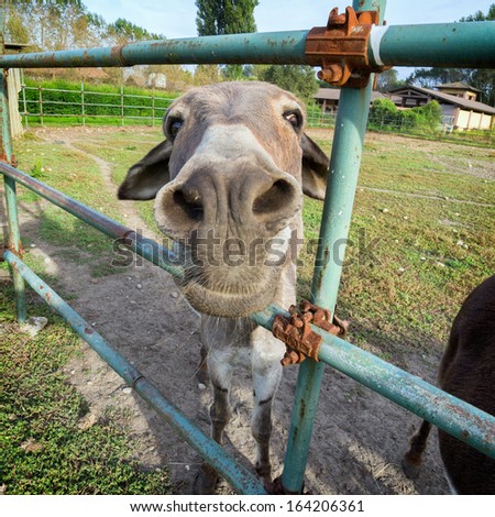 fun donkey in farm looking curious