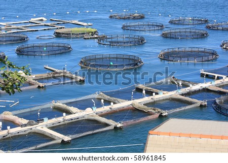 marine open water fish farm in La Spezia Italy