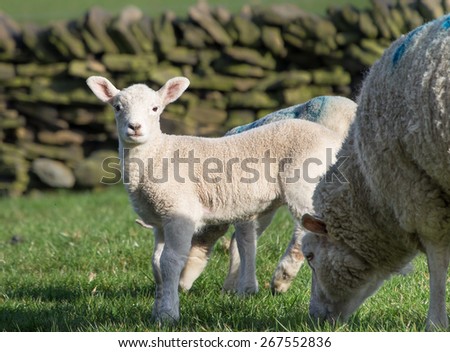 Cute Spring Lambs, Holmfirth, West Yorkshire