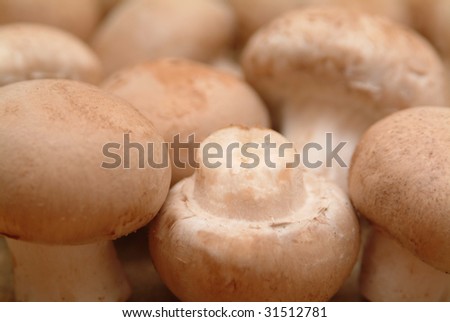chestnut mushroom has a strong taste and meaty texture