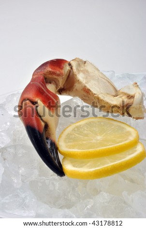 fresh organic crab claws on ice with lemon