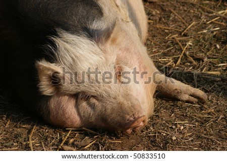 Hungarian mangalitsa pig, a very curly haired animal