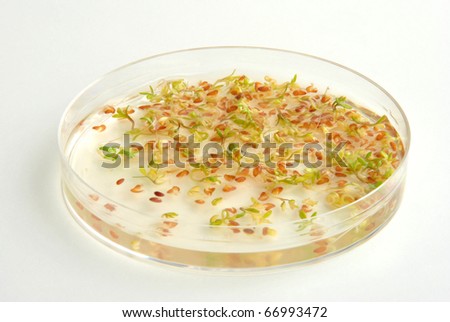 laboratory with offshoots in a petri dish