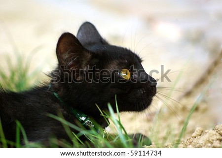 Outdoor cat - 13-weeks-old