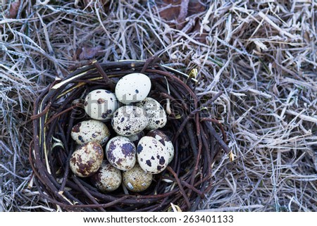 egg, easter,nest