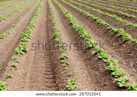 Potatoes in field early growth