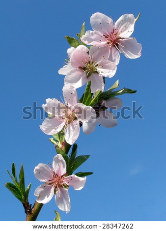 Flowering peachy branch on a background sky
