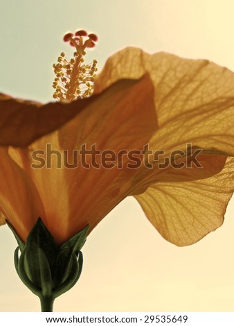 Red flower on a background sky in a sepia