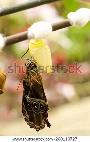 The birth of a butterfly from pupa close-up on a bright background, macro