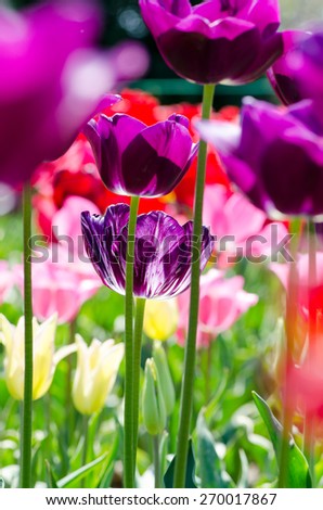 Bright purple tulips in the garden, view from below, macro
