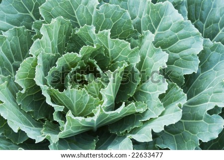 Close-up of green decorative cabbage with details of veins in the leaves.