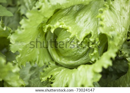 Iceberg Lettuce closeup