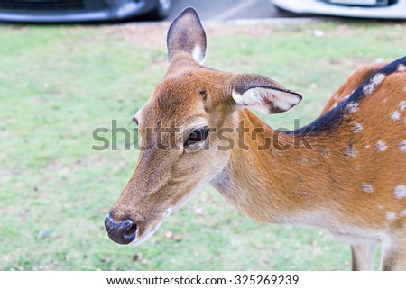Close up of female Spotted Deer in car park