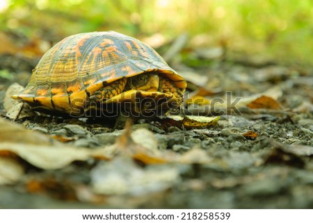 Eastern Box Turtle (Terrapene Carolina Carolina) Hiding in its Shell.