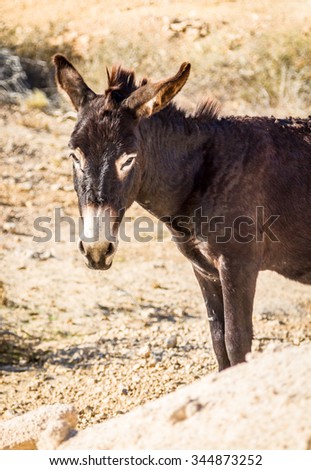 The dark brown domesticated donkey stands on a beige background of sand. Close-up