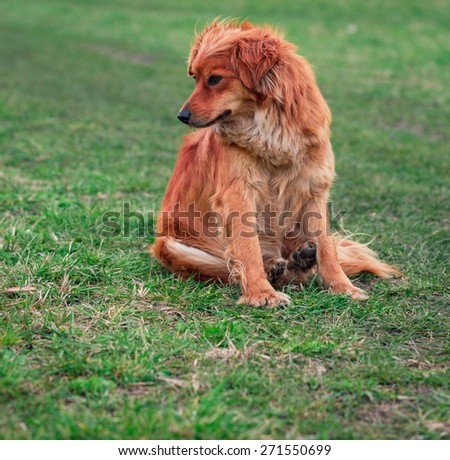 Small red Dog Collar Sitting On Grass