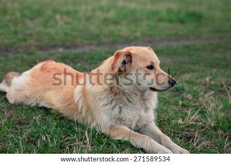 Yellow Dog Collar Sitting On Grass
