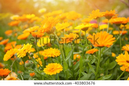 Blurred summer background with growing flowers calendula, marigold. Sunny day