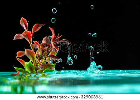 green plant in azure water with splash falling drops of water isolated on a black background