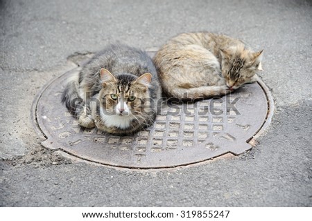Homeless animals, cats bask in the sewer manhole