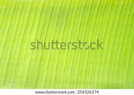 Natural Soft Green Banana Leaf Plate for Texture Background