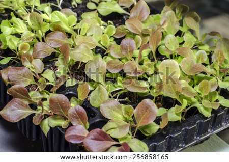 Baby Vegetables : Seeds planted in the potting shed,Potted seedlings growing in peat moss pots