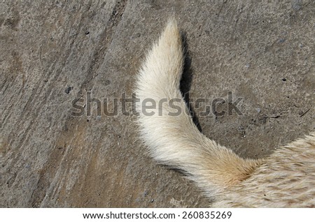 Wet and Dirty Street Dog Tail on the street