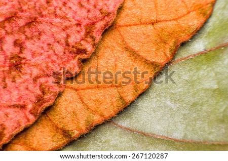 Copper - Gold - Green Leaf : Under Leaf of Bauhinia Aureifolia or Golden Leaves Liana (Very Soft Focus and Edge Blurry) - Abstract Texture Background