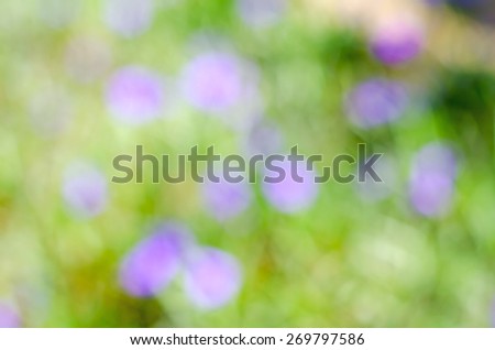Blurry Abstract Nature Bokeh Purple Violet Flowers in Green Grass Background Texture
