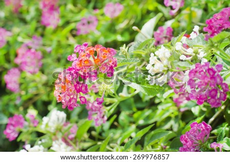 Vintage Cloth of Gold or Hedge Flower or Latana Beautiful Flower Soft Focus Nature in the Park