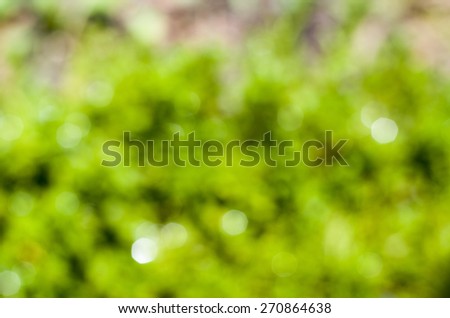 Abstract of Natural Green Bokeh Glitter on Ground  Lights Blink in the Sunshine Morning Earth Tone