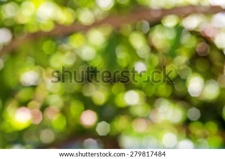 Natural Background Texture of Leaves Bokeh