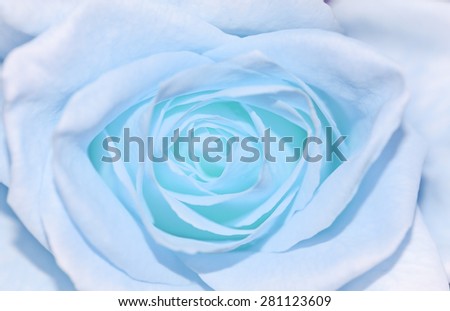 Soft Focus of Vintage Soft Blue Pastel Rose for Texture Blurred Background