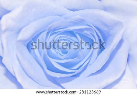 Soft Focus of Vintage Soft Purple Blue Pastel Rose for Texture Blurred Background