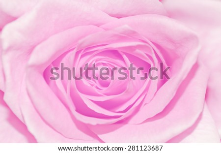 Soft Focus of Vintage Soft Pink Pastel Rose for Texture Blurred Background