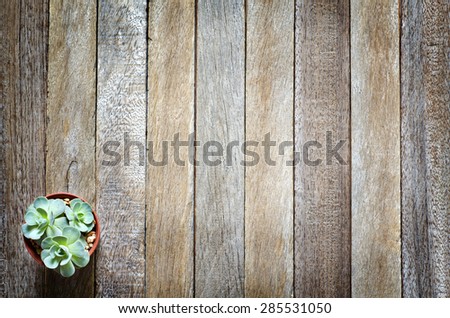 Still Life Beautiful Natural Cactus Rose Plant  on Vintage Old Wood Background Texture Edge Darken Style