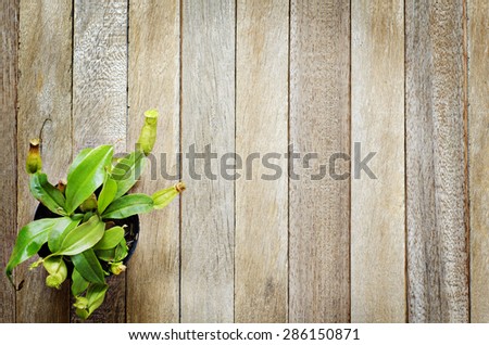 Vertical Plant Garden - Natural Tropical Pitcher Plants or  Monkey Cups on Old Wooden Plank Background Texture
