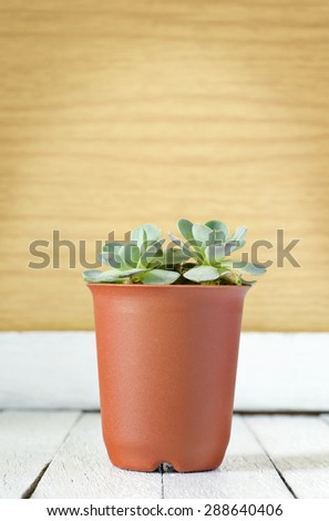 Beautiful Natural Cactus Rose Plant  on Vintage Wooden Background Texture