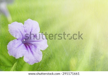 Natural Soft Light Sweet Purple Meadow Flowers in the Outdoor Green Field Background Texture -Cooling tone
