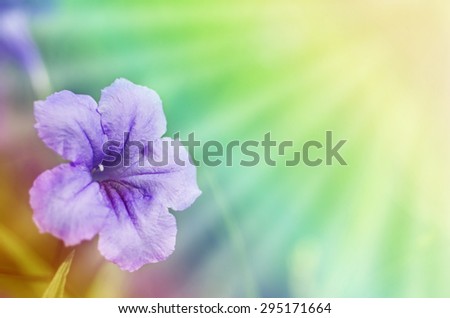 Natural Soft Light Sweet Purple Meadow Flowers in the Outdoor Green Field Background Texture - Rainbow Cooling Tone