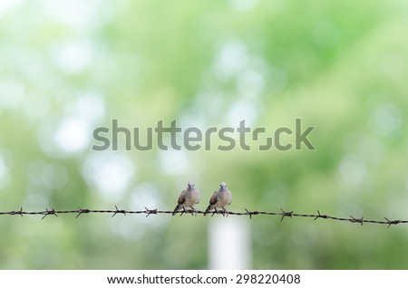 The Couple Dove Bird on Old Barb on Abstract Green Blurred Background Texture