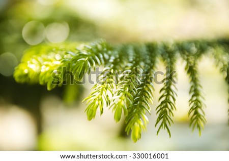 Abstract Bokeh Line of Nature Green Leave Blurred Background Texture