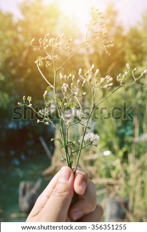 Soft Focus of Hand Holding Flowers for Giving with Worming Sunlight in Blurred Green Forest Background