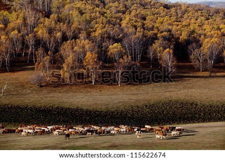 Birch forest in the spring
